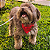 Bandana Pet Vermelha - Imagem 4