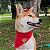 Bandana Pet Vermelha - Imagem 3