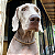 Colar Pet Paracord Marrom - Imagem 1