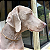 Colar Pet Paracord Marrom - Imagem 3