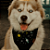 Bandana Pet Galaxia - Imagem 5