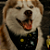 Bandana Pet Galaxia - Imagem 2
