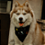 Bandana Pet Galaxia - Imagem 3