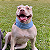 Cachecol Pet Azul - Imagem 1