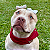 Cachecol Pet Vermelho - Imagem 2