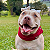 Cachecol Pet Vermelho - Imagem 1