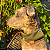 Cachecol Pet Verde - Imagem 1