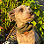 Cachecol Pet Verde - Imagem 2