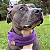Cachecol Pet Roxo - Imagem 2