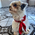 Lenço pet Vermelho - Imagem 5