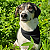 Bandana Pet Preta - Imagem 2