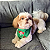 Bandana Pet Fluminense - Imagem 1