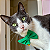 Gravata Pet Verde - Imagem 2