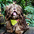 Bandana Pet Verde Limão - Imagem 3