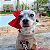 Lacinho Pet Vermelho - Imagem 5