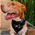 Bandana Pet Batman - Imagem 1