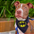 Bandana Pet Batman Morcego - Imagem 2