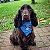 Bandana Pet Grêmio - Imagem 1