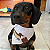 Bandana Pet Bordado Salsicha - Imagem 1