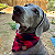 Bandana Pet Xadrez Vermelha - Imagem 1