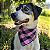 Bandana Pet Xadrez Rosa Bebe - Imagem 1