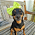 Lacinho Pet Verde Limão - Imagem 2