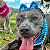 Lacinho com bordado de flores Pet Azul - Imagem 2