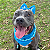 Lacinho com bordado de flores Pet Azul - Imagem 3