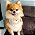 Super Shinebox bandana com rosto do seu pet e colar - Imagem 2