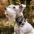 Bandana Pet Xadrez Atacado - Varias Cores - Imagem 2