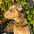 Cachecol Pet Atacado - Varias Cores - Imagem 1