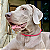 Colar Pet Paracord Vermelho - Imagem 1