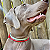 Colar Pet Paracord Vermelho - Imagem 2