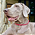 Colar Pet Paracord Vermelho com berloque surpresa - Imagem 1
