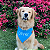Bandana Azul com nome bordado - Imagem 2