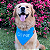 Bandana Azul com nome bordado - Imagem 1