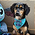Bandana Stitch - Imagem 2