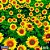 TNT Estampado Flores do SOL 1,40M X 25M - 40G - Imagem 1