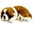 Perfect PETZZZ Filhote Cachorro São Bernardo - Imagem 1