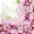 Guardanapo para Decoupage FLOR Real 33X33CM PCT com 20 - Imagem 2
