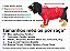 Ref 987 CASACO URSO (398MTSAP5) - Imagem 4