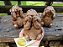 Trio de Esquilos Sábios 12cm | Castanho - Imagem 4
