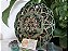 Mandala 3D 5C Cubo de Metatron  | Verde vazado (do 25cm ao 90cm) - Imagem 8