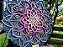 Mandala 3D 9C Dhalia | Lótus (do 25cm ao 90cm) - Imagem 6