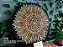 Mandala Duo Girassol (do 40cm ao 90cm) - Imagem 8