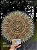 Mandala Duo Girassol (do 40cm ao 90cm) - Imagem 7