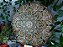 Mandala Duo Olive (do 30cm ao 90cm) - Imagem 7