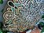 Mandala Duo Olive (do 30cm ao 90cm) - Imagem 9
