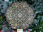 Mandala Duo Olive (do 30cm ao 90cm) - Imagem 4