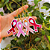 50 Unidades de Chaveiro Laço Outubro Rosa - Imagem 1